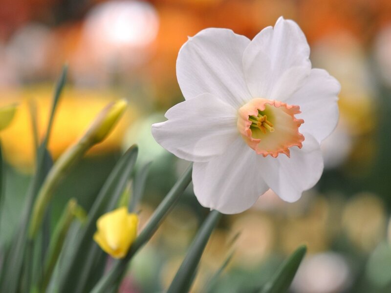 White Daffodil Flower — Serene, Spring, Photograph, Yellow Buds