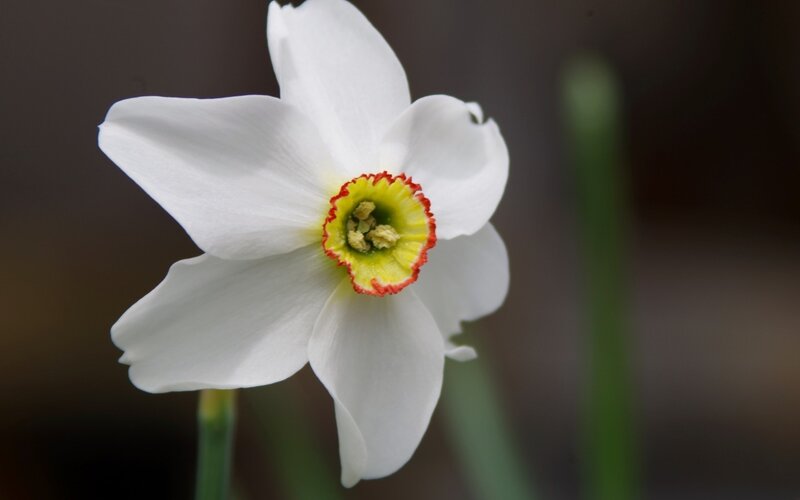 White Daffodil Flower — Serene, Spring, Photograph, Yellow Center