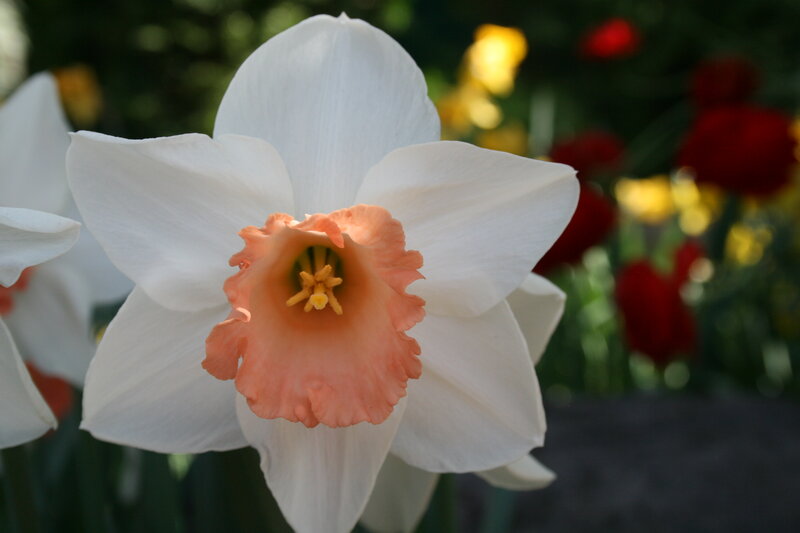 White Daffodil Flower — Serene, Spring, Photograph, Yellow Flowers, Red Flowers