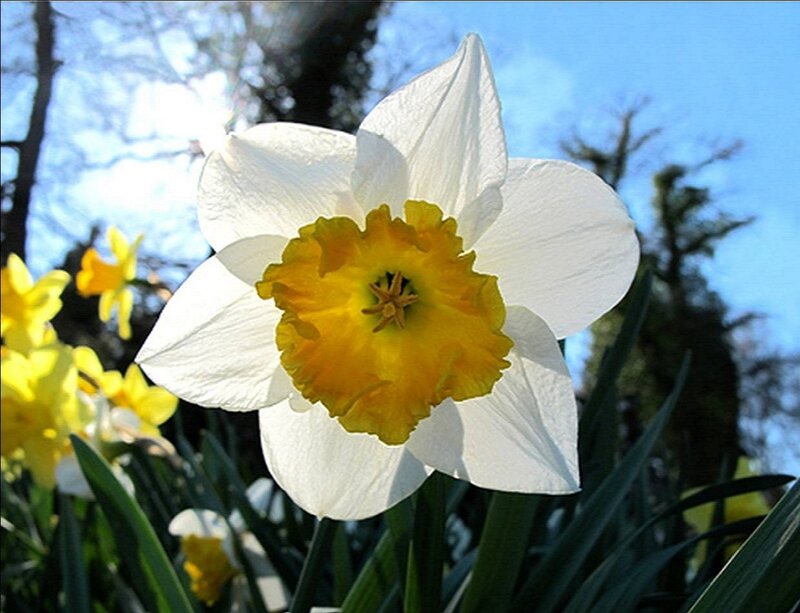 White Daffodil Flower — Serene, Spring, Photograph, Yellow Flowers