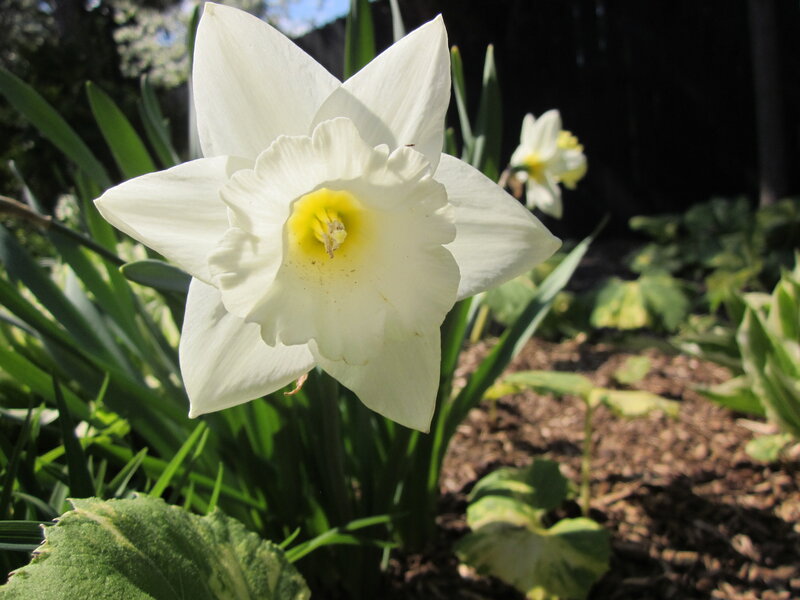 White Daffodil Flower — Serene, Spring