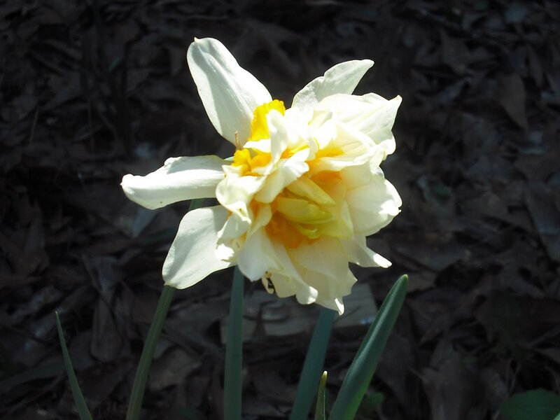White Daffodil Flower — Serene