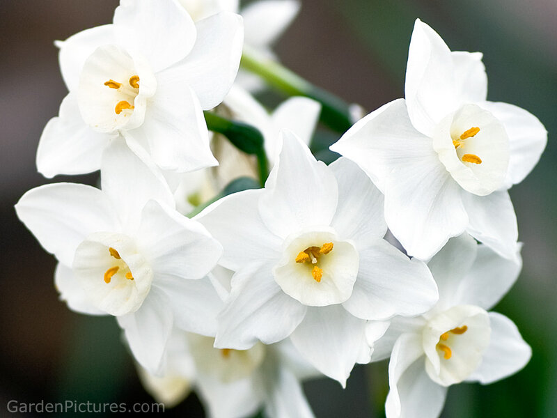 White Daffodil Flowers — Calm, Spring