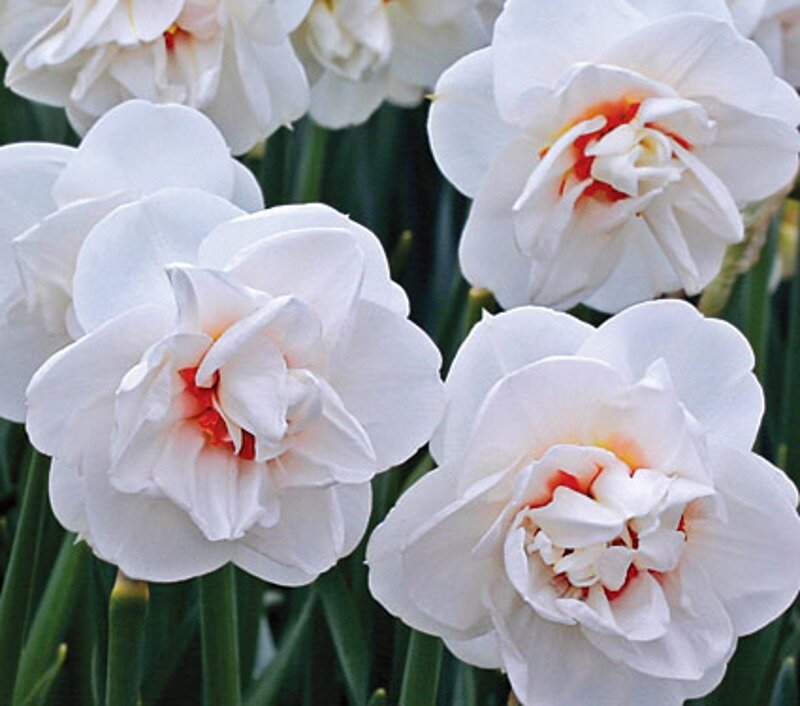 White Daffodil Flowers — Calm