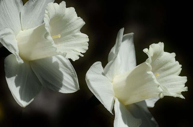 White Daffodil Flowers — Dramatic, Photograph