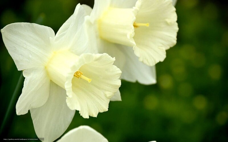 White Daffodil Flowers — Serene