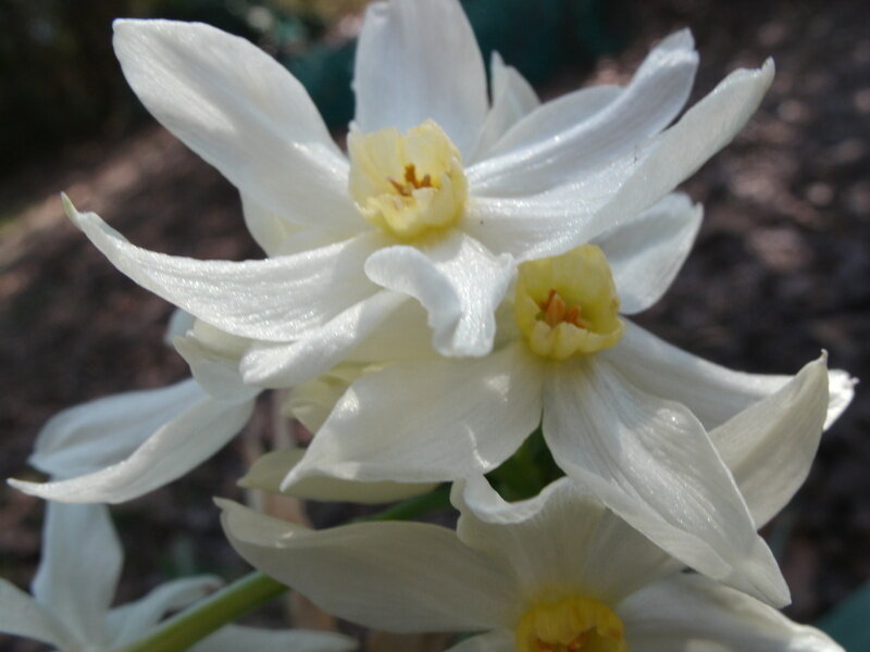 White Daffodil Flowers
