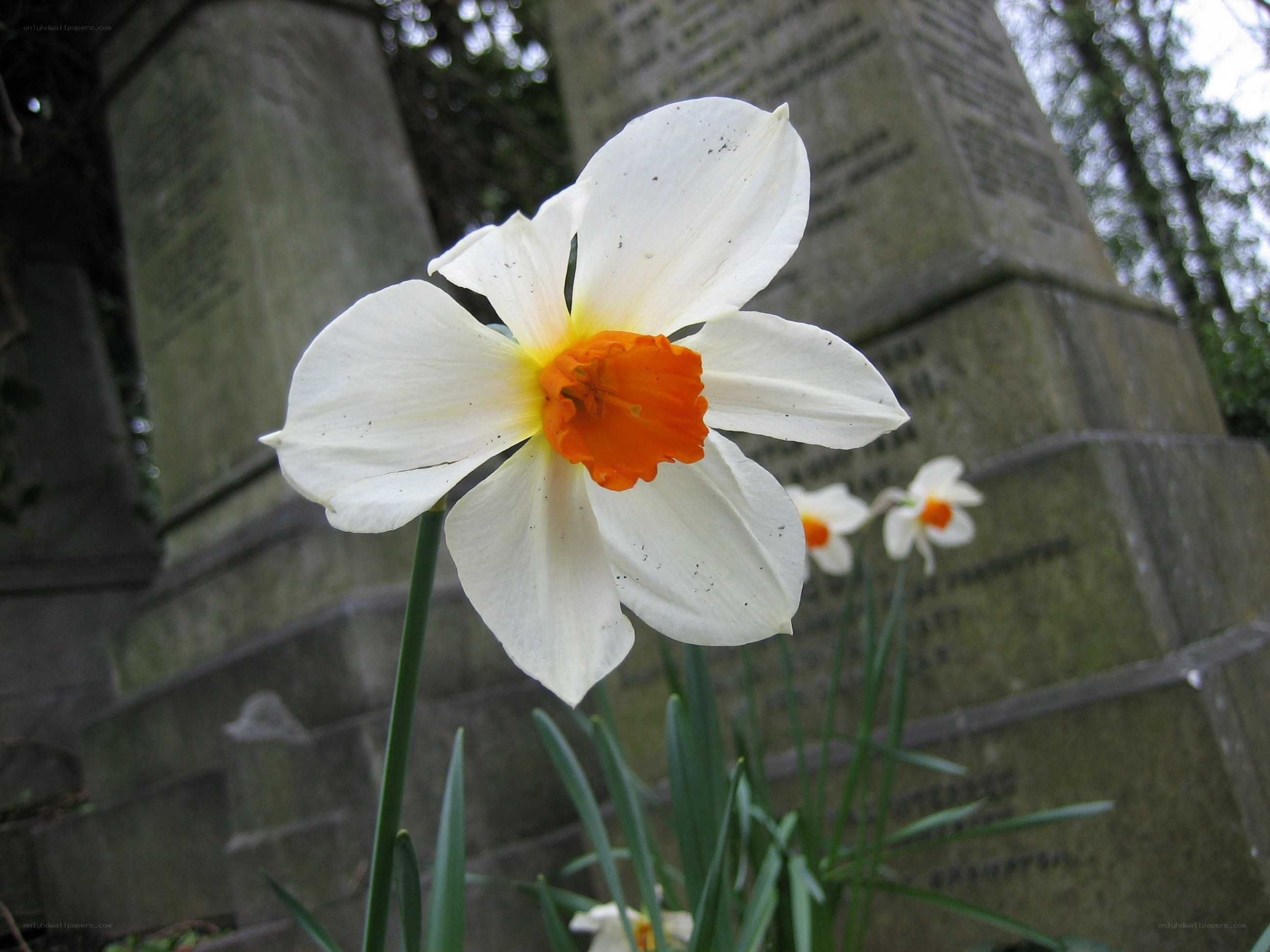 White daffodil in a cemetery
