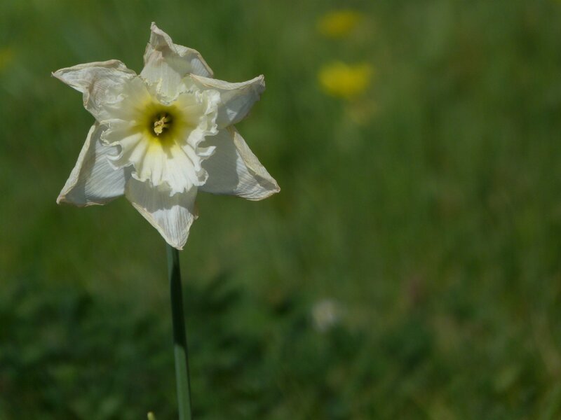 white daffodil in a field