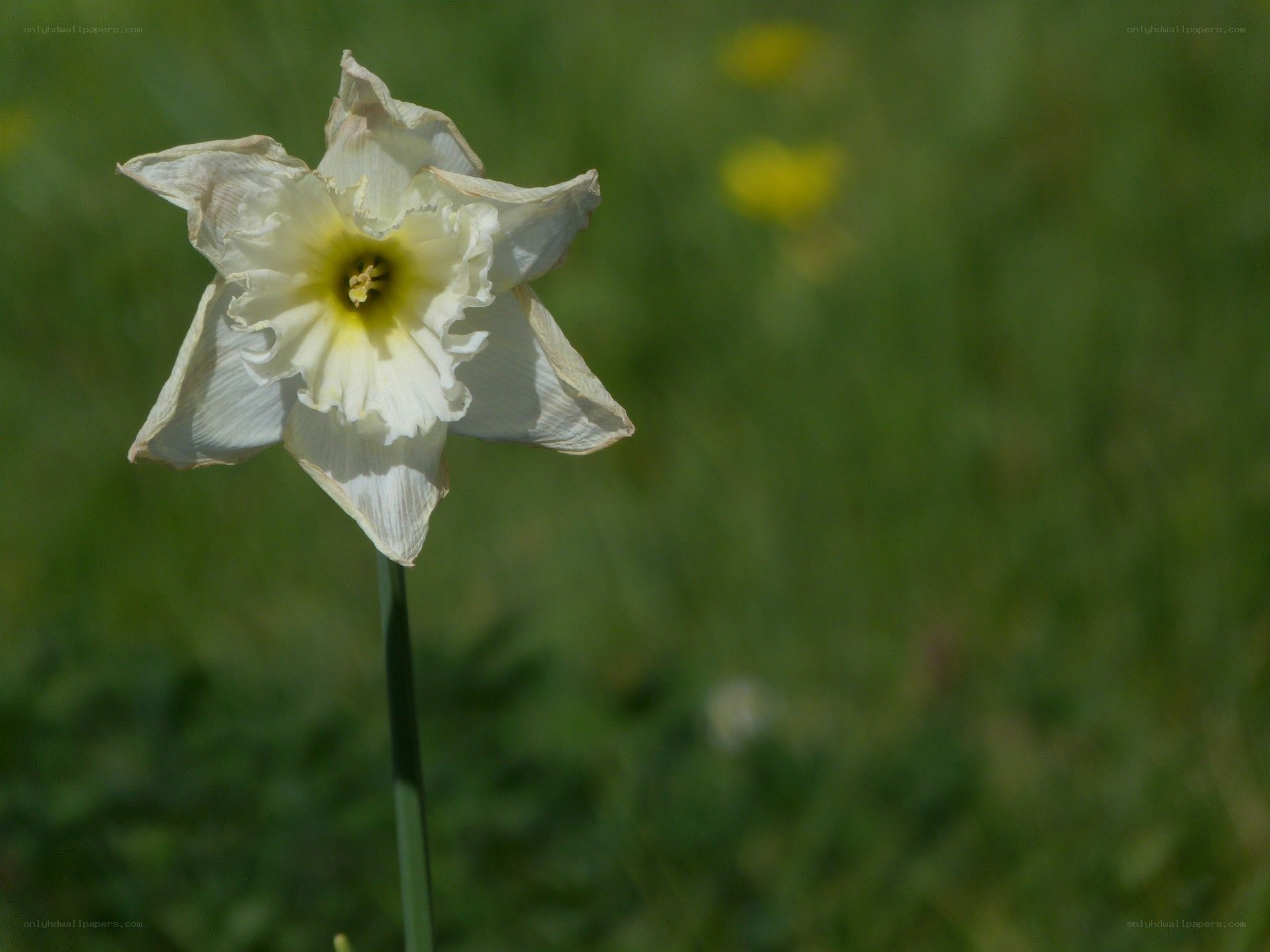 white daffodil in a field