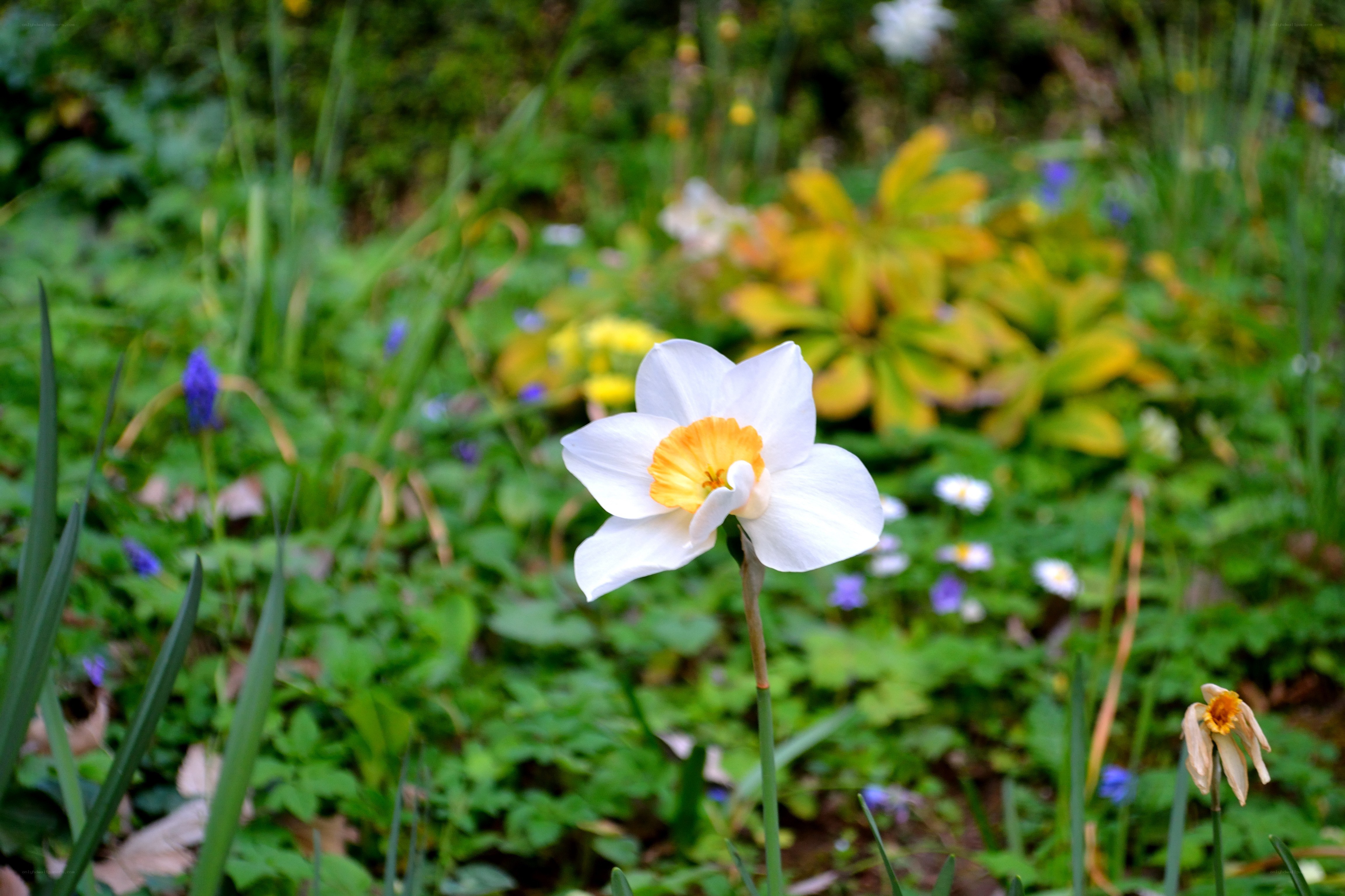 White daffodil in a garden