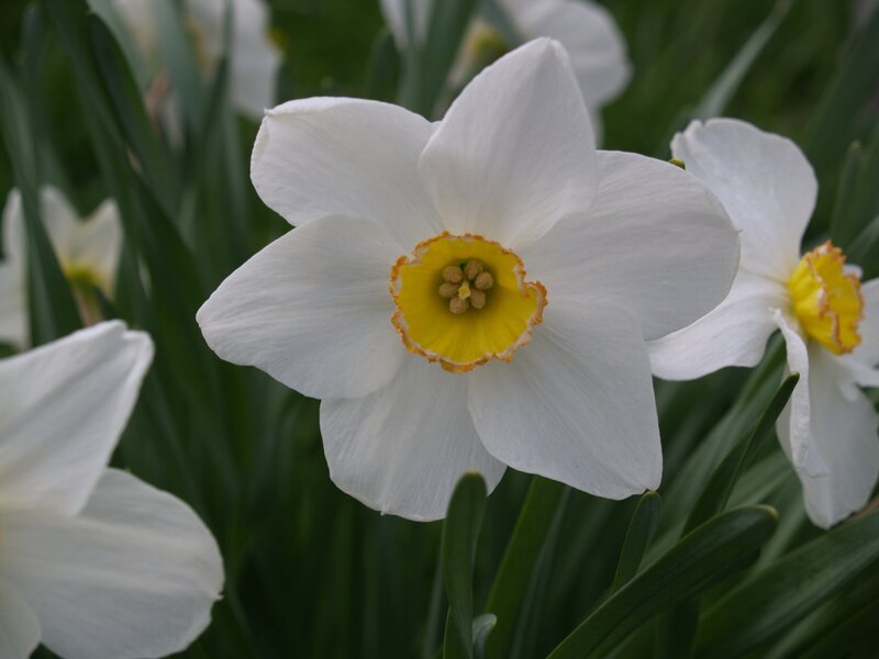 White daffodil in bloom