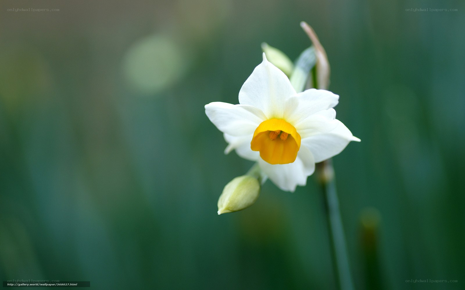 White daffodil in bloom