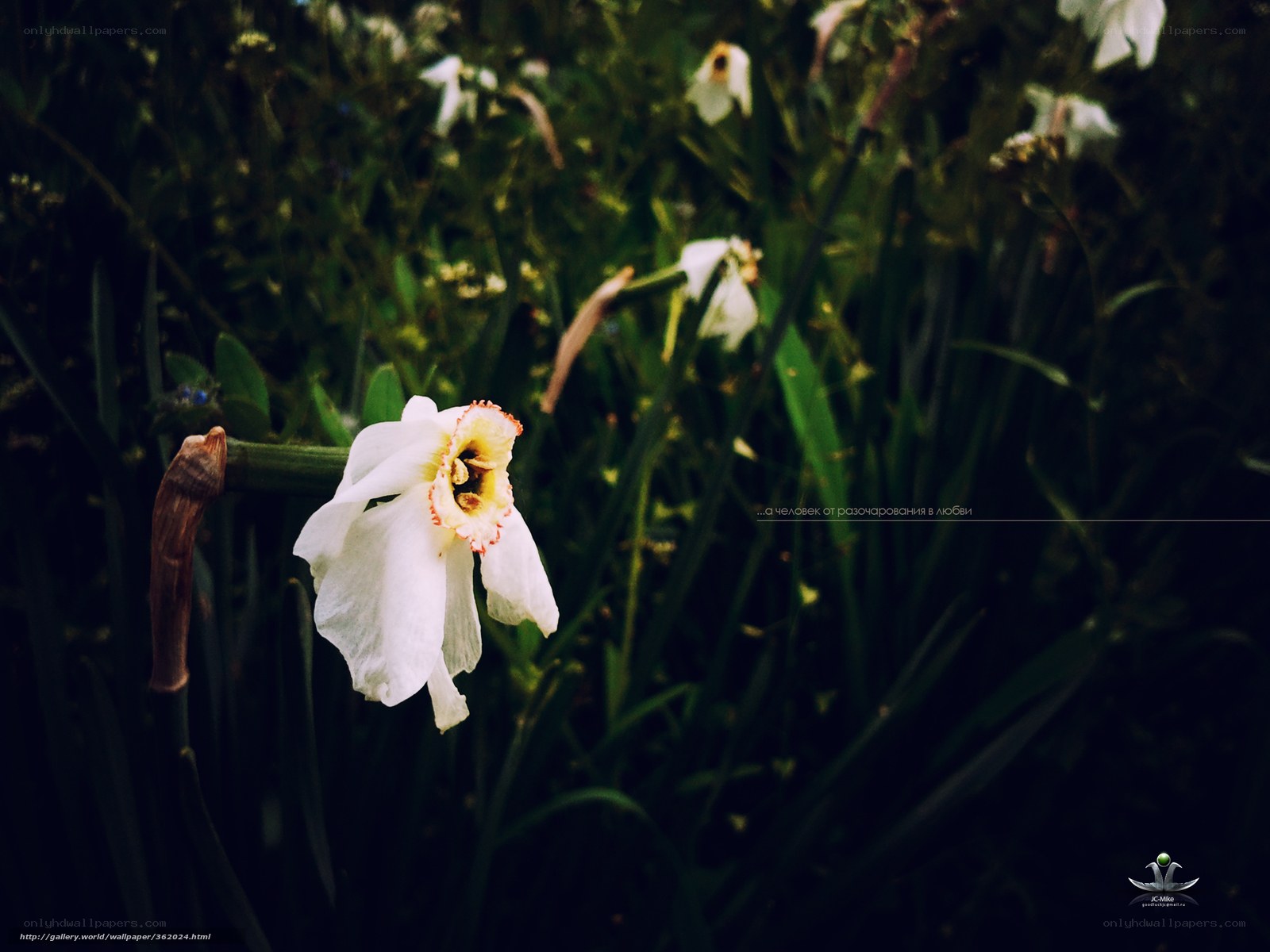 White daffodil in garden