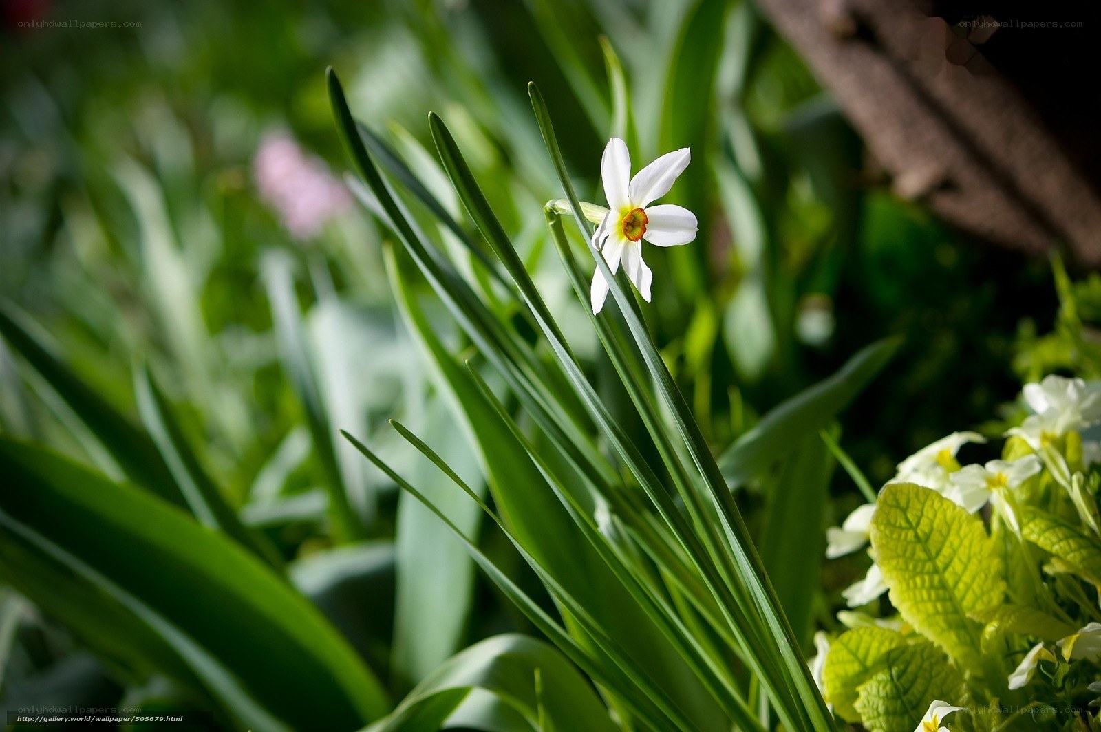 White daffodil in garden