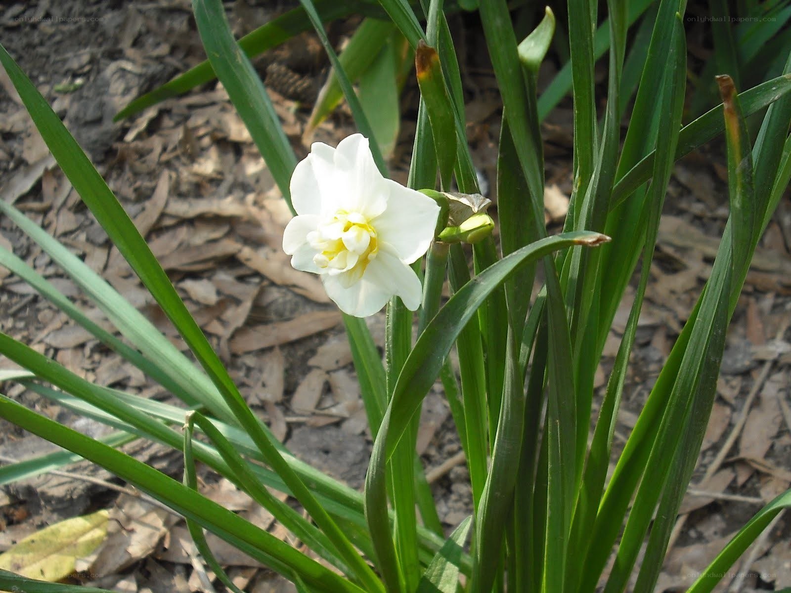 white daffodil in garden
