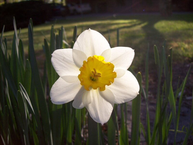 White daffodil in garden