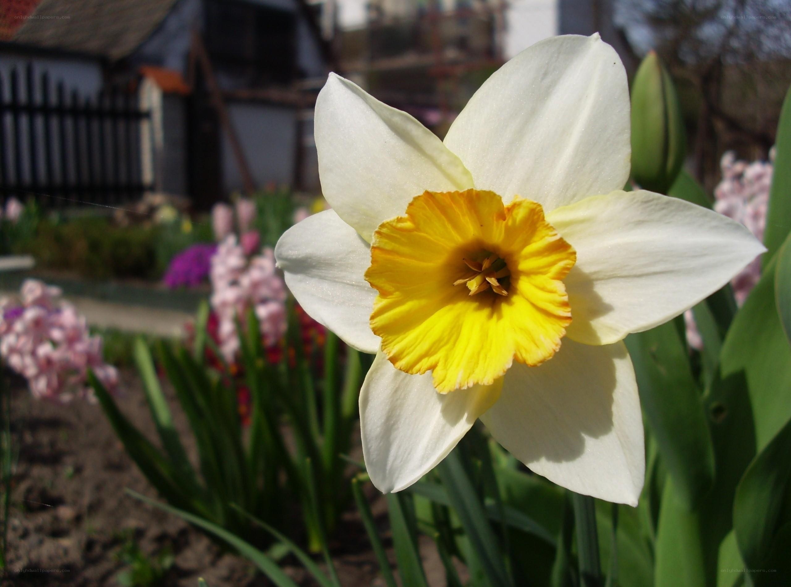 White daffodil in garden