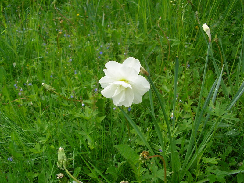 White Daffodil in Grass