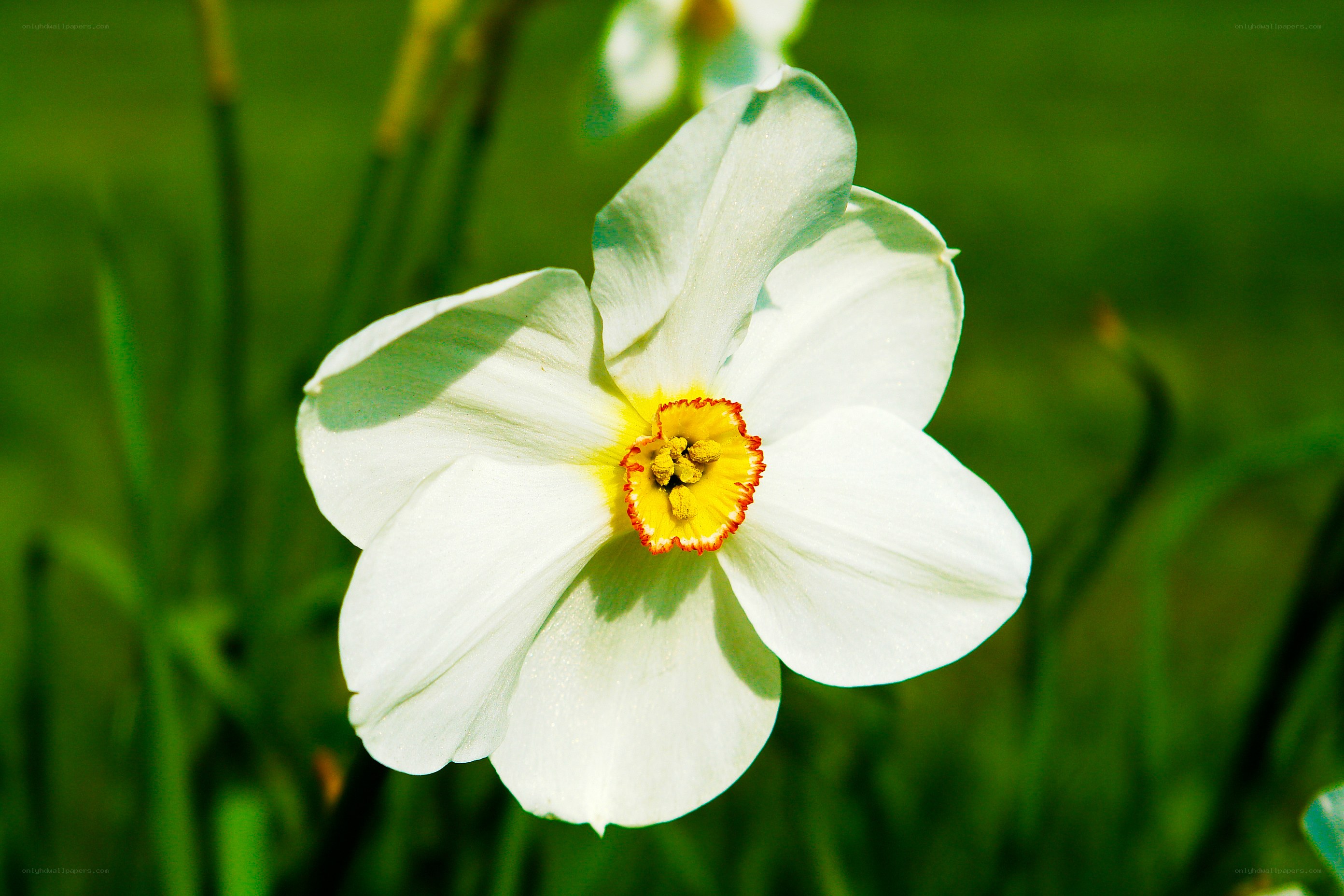 white daffodil in sunlight