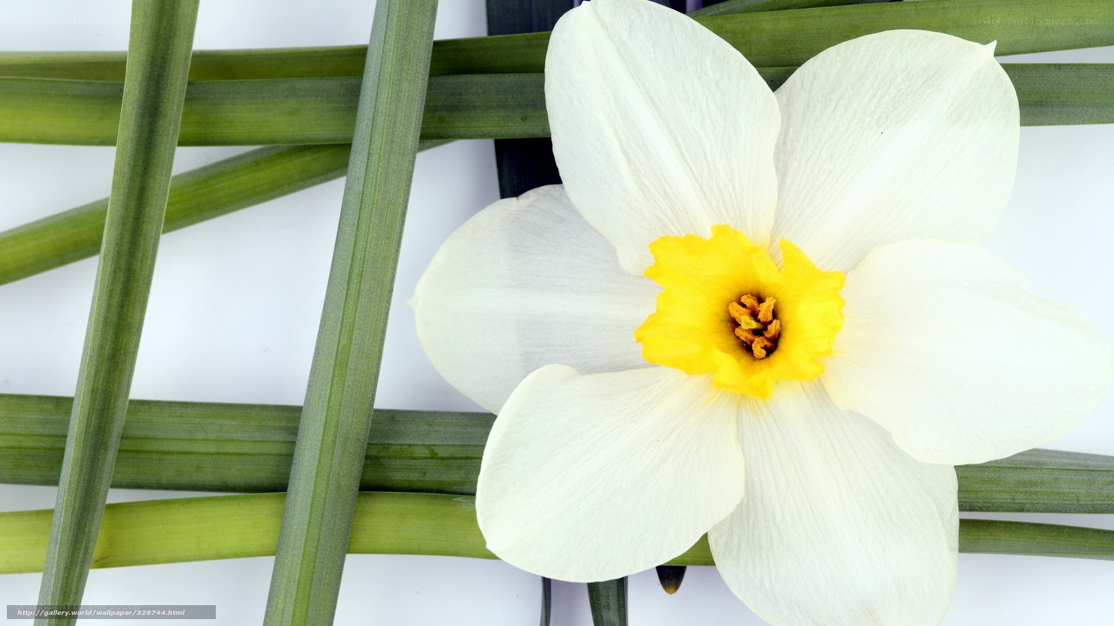 White daffodil with green leaves