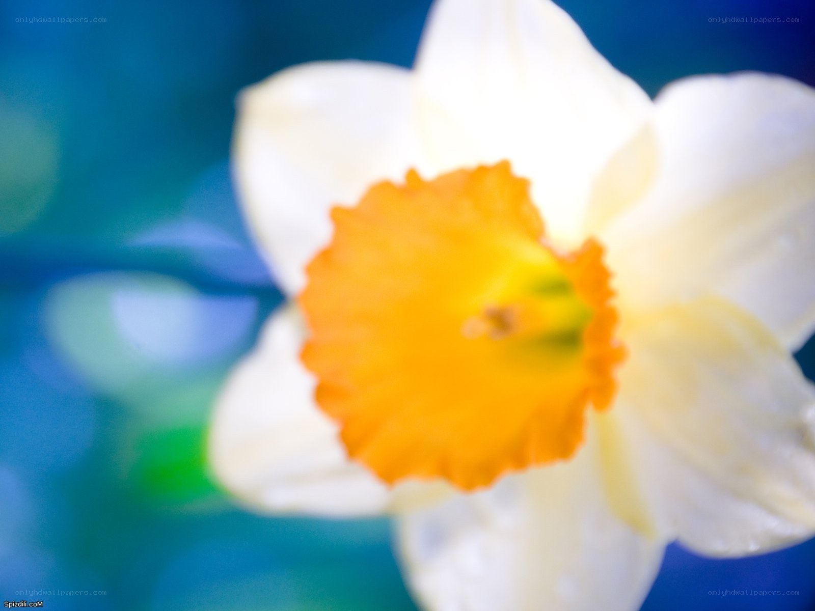 White daffodil with orange center