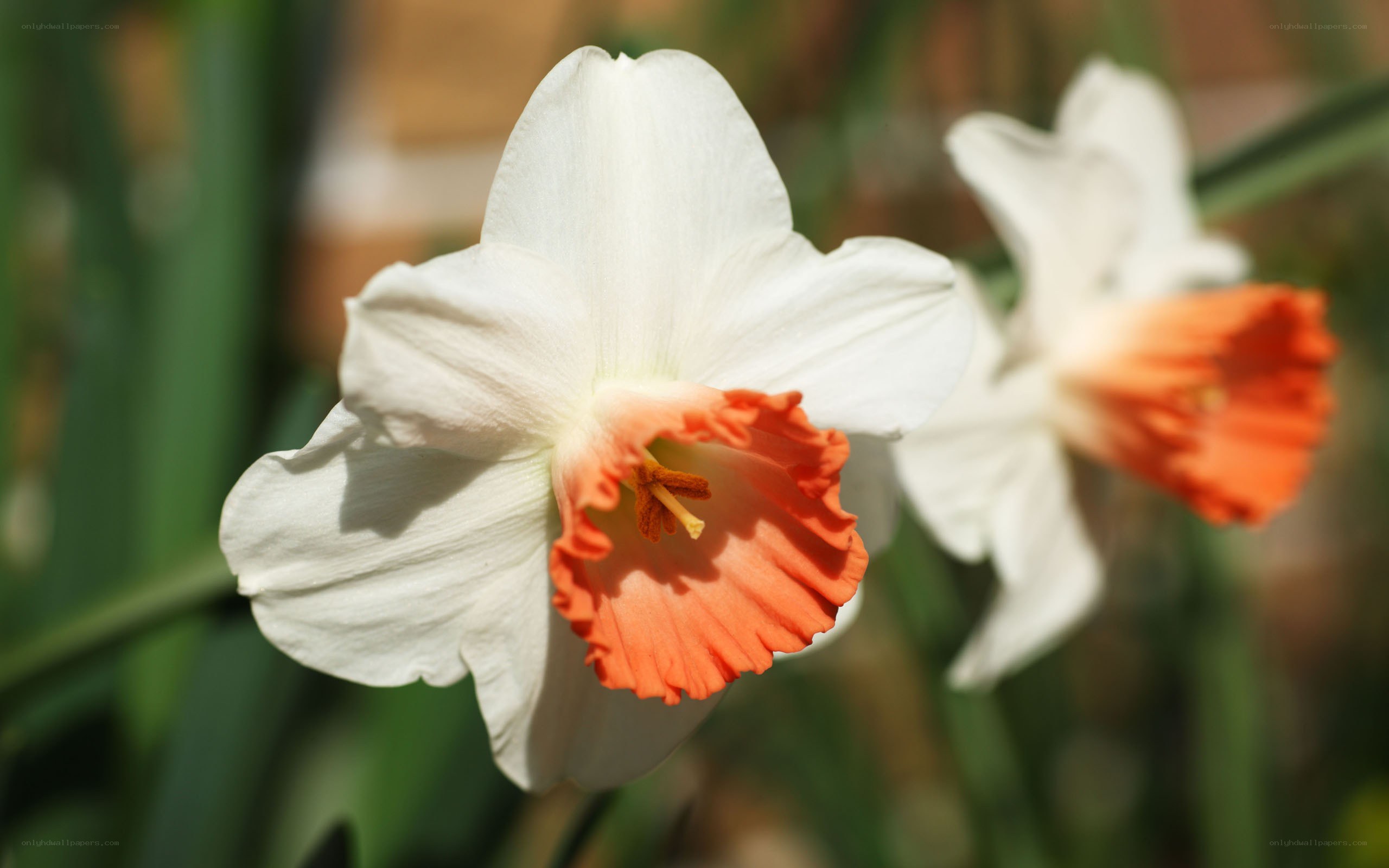White daffodil with orange center
