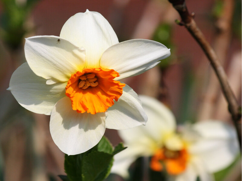 White daffodil with orange center