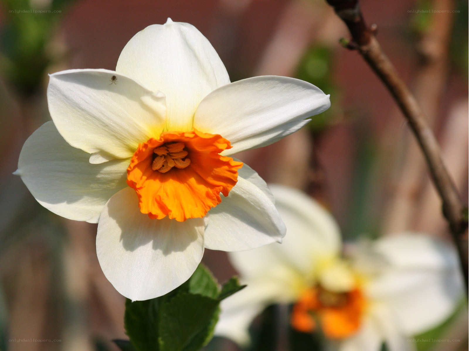 White daffodil with orange center