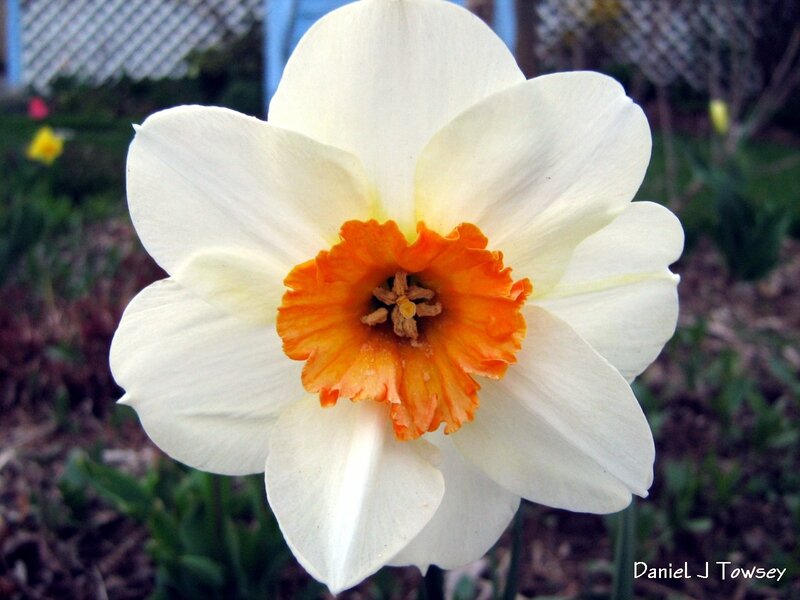 White daffodil with orange center