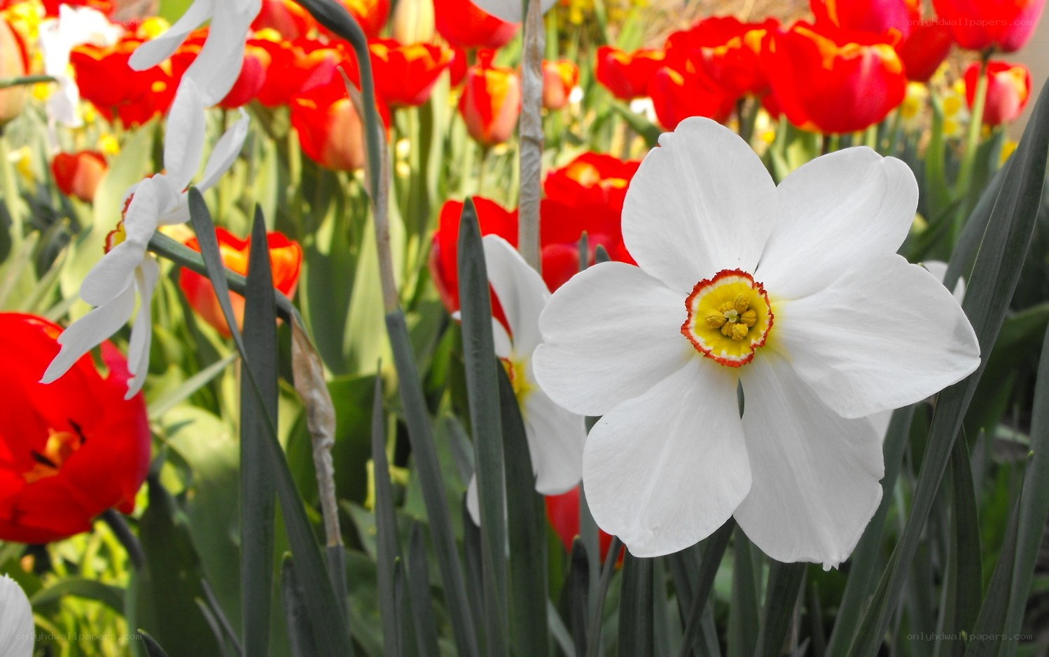 White daffodil with red tulips