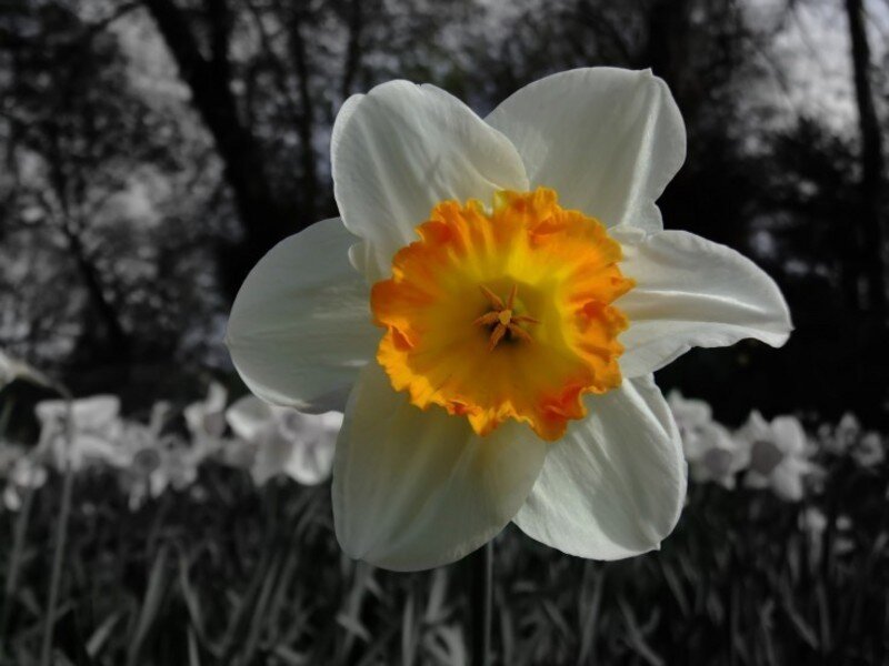white daffodil with yellow center