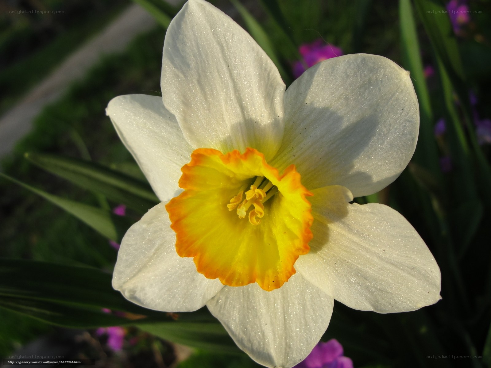 White daffodil with yellow center