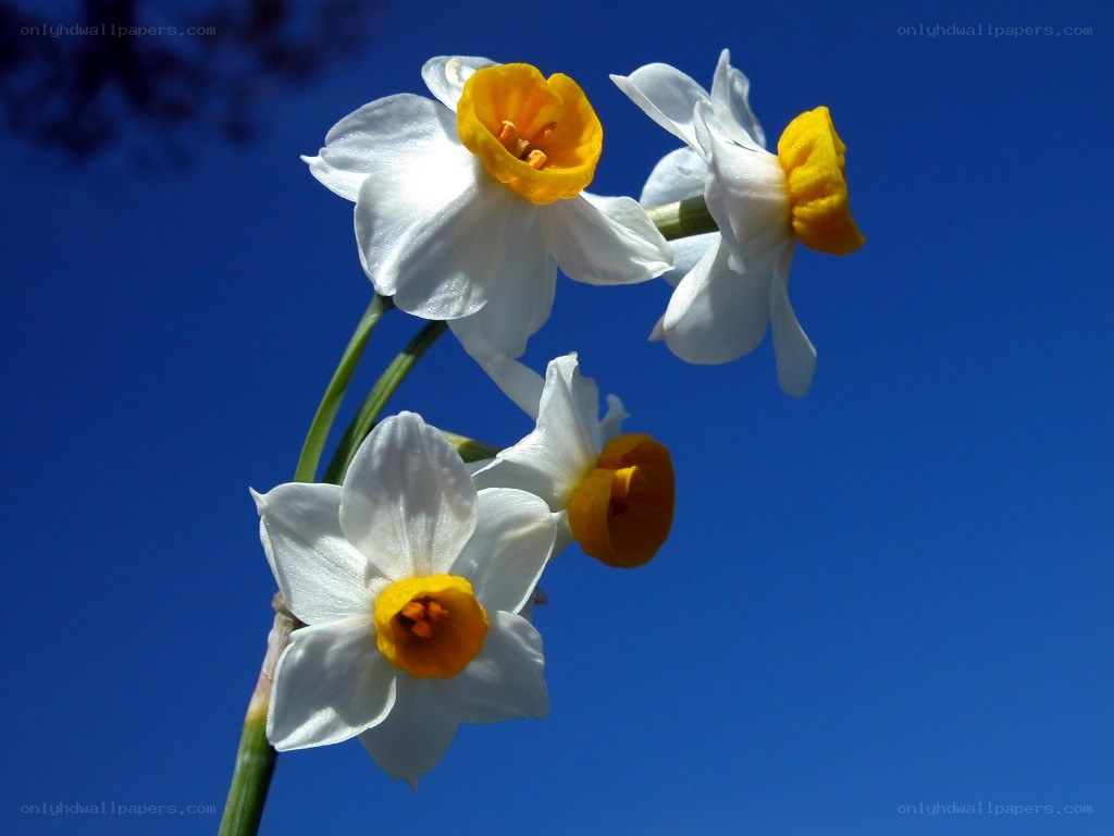 White daffodils against blue sky