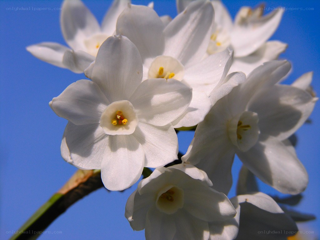 white daffodils against blue sky