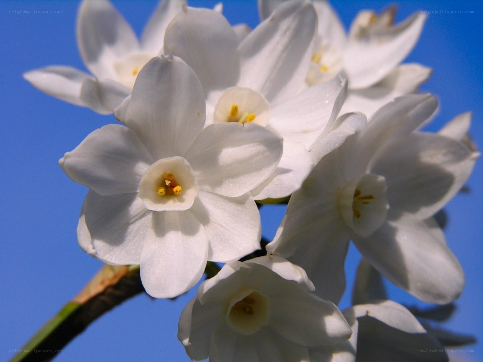White daffodils against blue sky