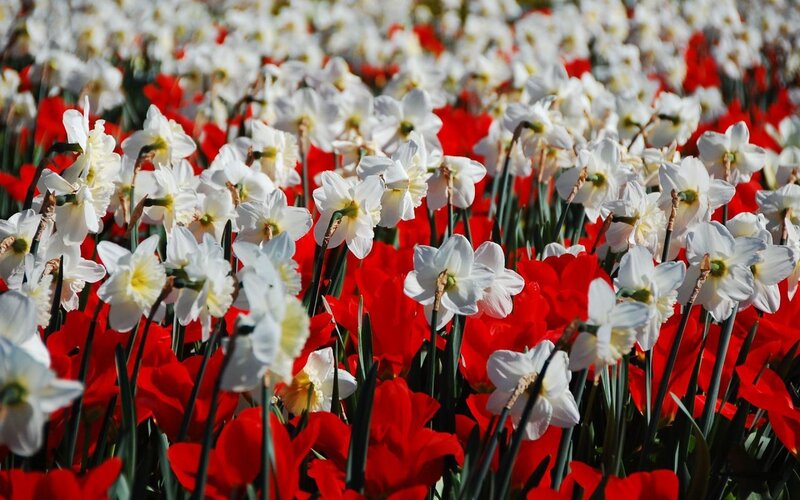 White Daffodils and Red Tulips