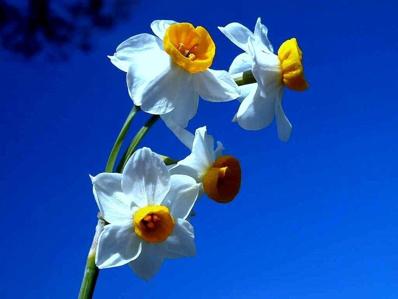 White Daffodils — Blue