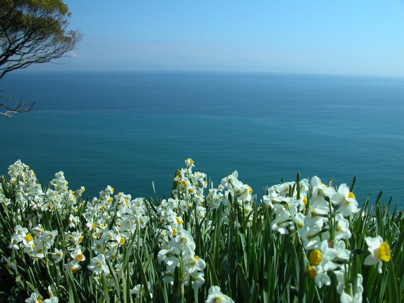 White Daffodils by Sea