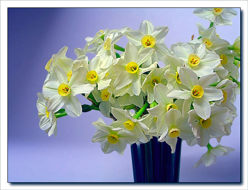 White daffodils in a blue vase