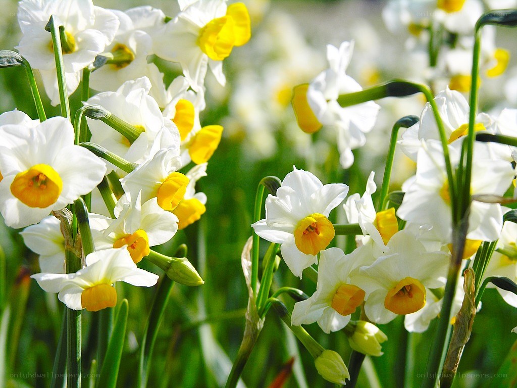 White daffodils in a field