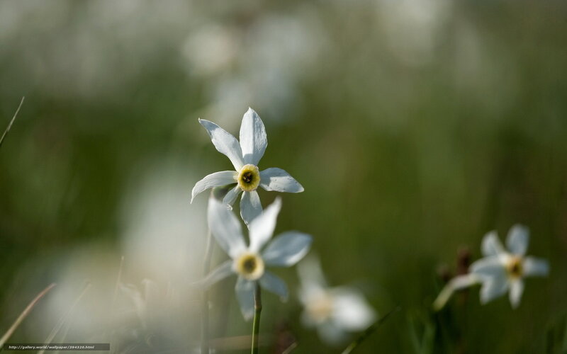 White daffodils in a field