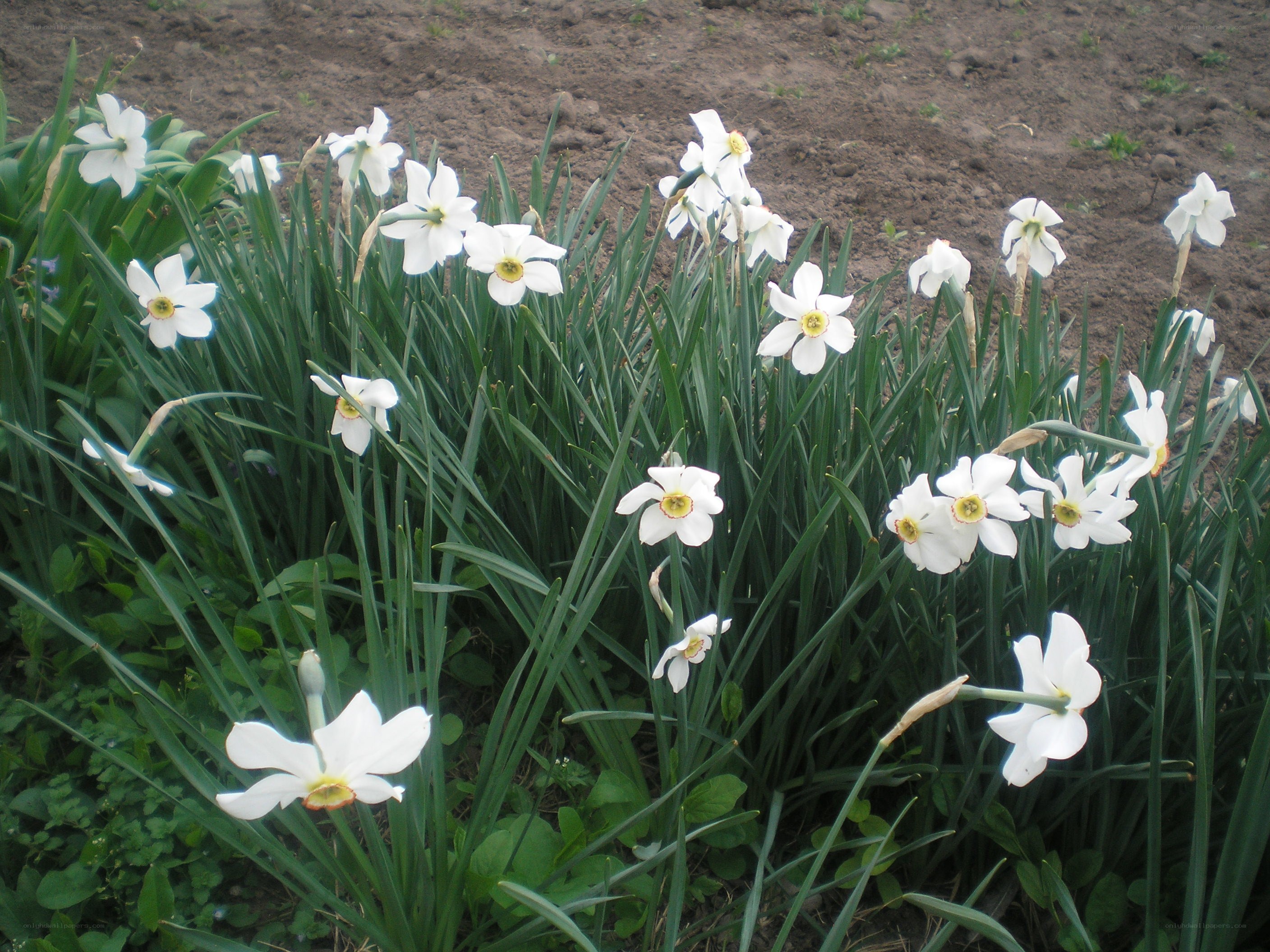 White daffodils in a garden