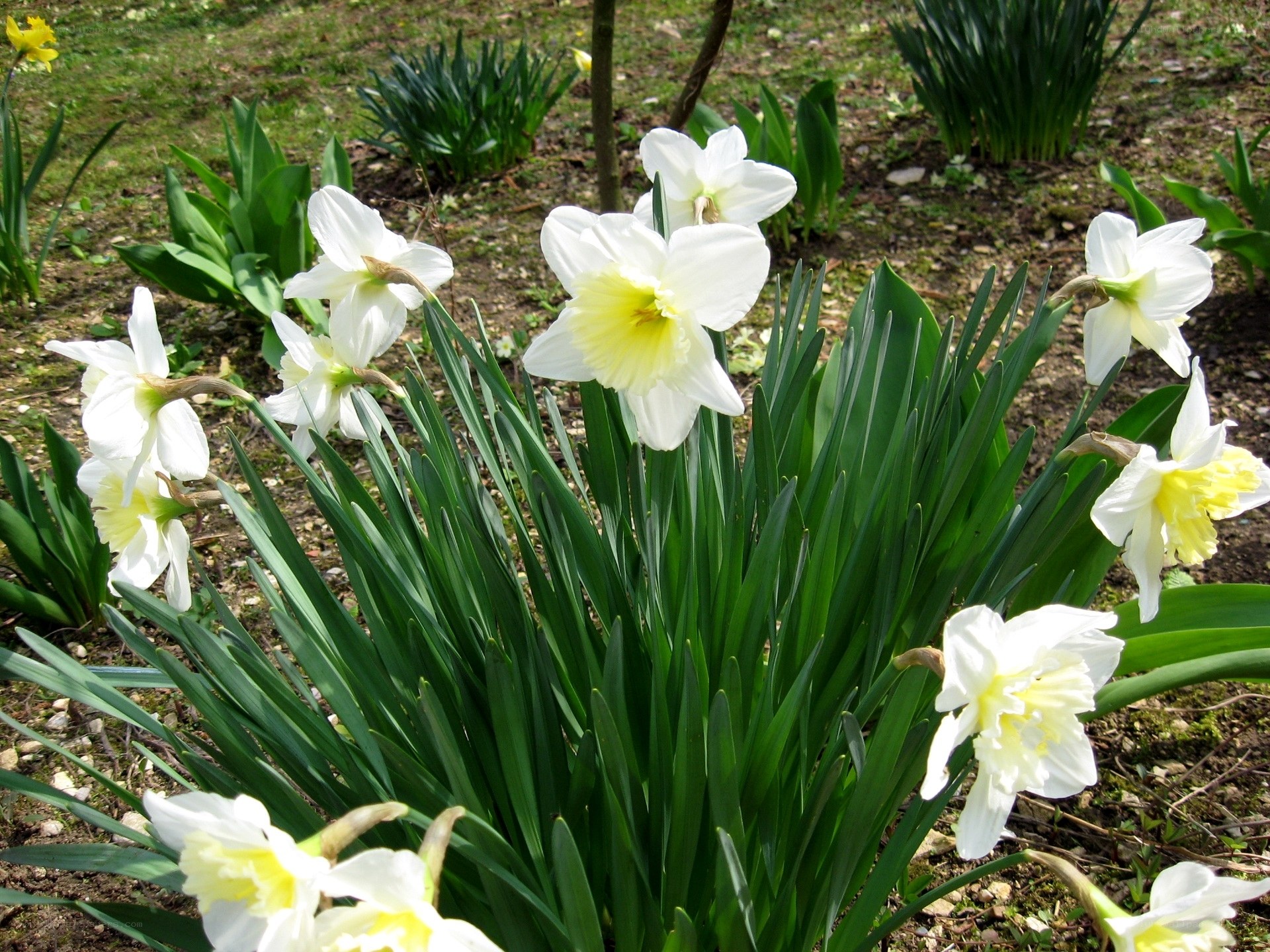 White daffodils in a garden