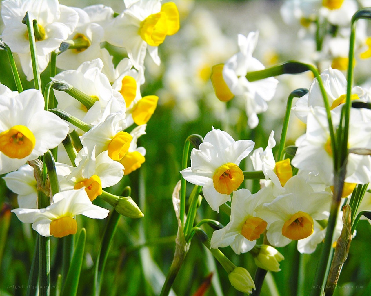 White daffodils in a sunny field