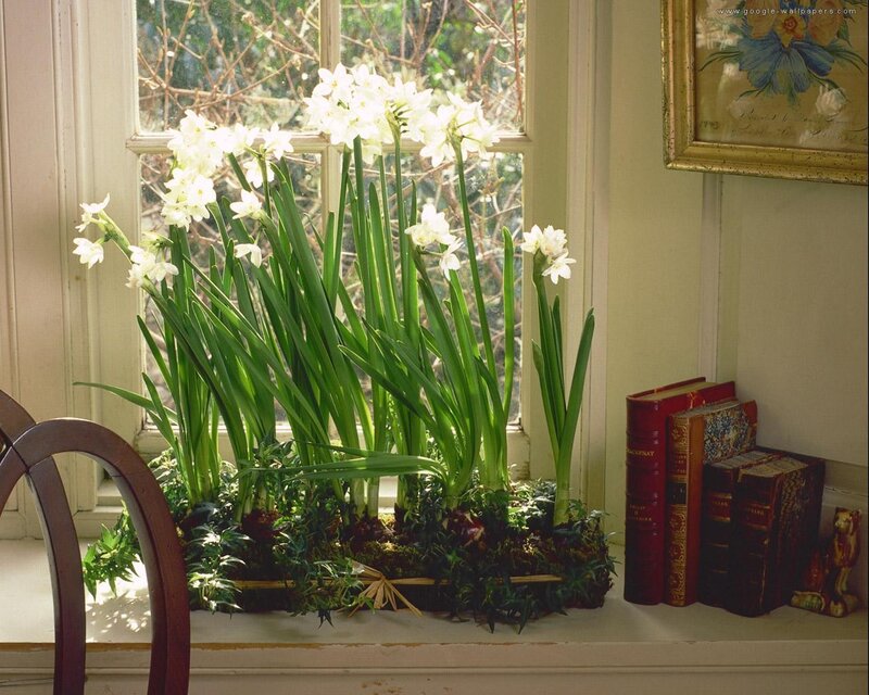 White Daffodils in Basket
