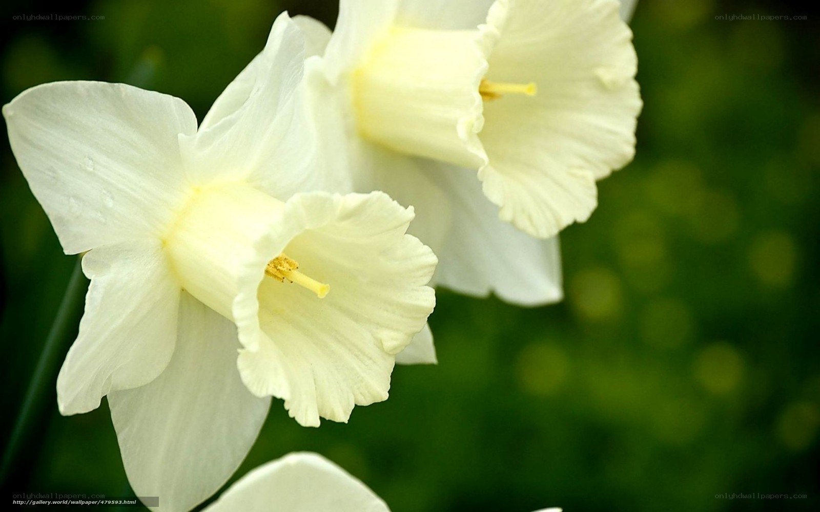 White daffodils in bloom