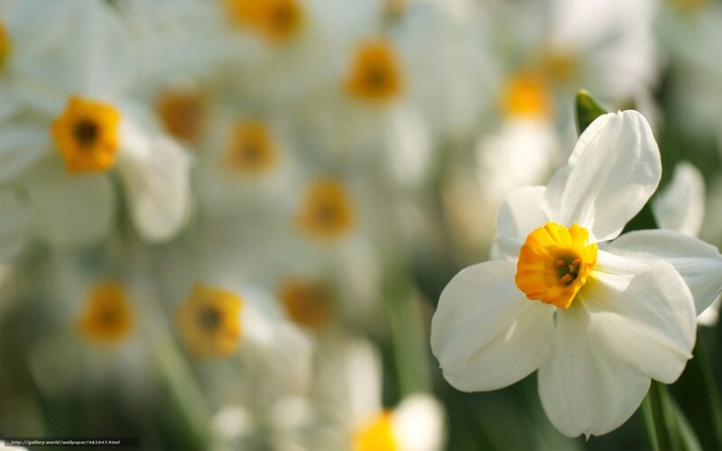 White daffodils in bloom