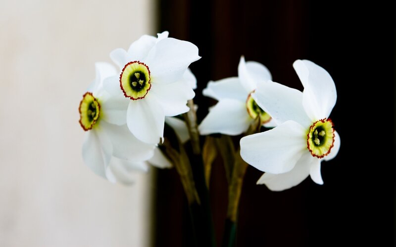 White daffodils in bloom