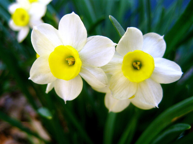 White daffodils in bloom